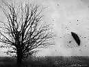 «Black Snow»