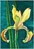 Ирис спурия- Iris spuria