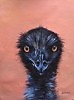 Австралийский страус "Emu"