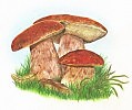 Грибочки