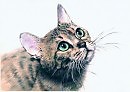 кошка