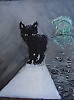 черный котенок на белой полосе