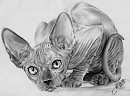 РИСУНОК