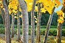Клёны