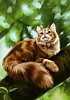 Рыжий кот