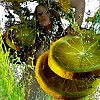 Лимонный сок-2