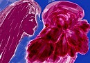 Грёзы о хрустальных розах