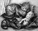 Коты по Брему