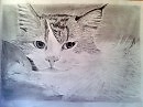 кошка