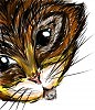 котик