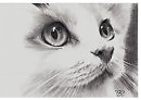 котик
