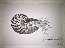 Nautilus Pompilius