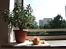 монетное дерево и солнечный слонотопик