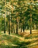 Сосны,освещенные  солнцем.  40х50.х.м.
