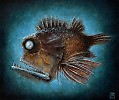 Deep-sea fish #2