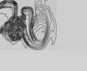 Post70 -- с мыслями о Дюрере _1_2