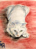 Белая кошечка