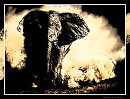 Слон / Elephant
