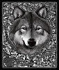 Волк / Wolf
