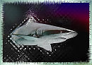 Акула / Shark