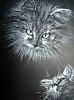 Котэ