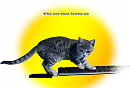 The cat that loves us.