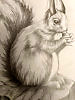 🐿️