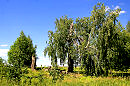 Екатерининская берёза